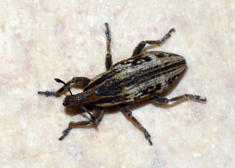 Curculionide da identificare - Mecaspis cf. alternans